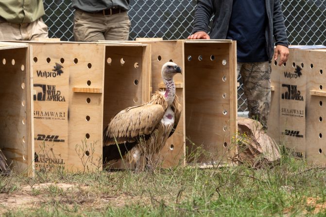 A Cape vulture released to its new habitat. VulPro said that high bird densities in rehabilitation centers such as theirs runs the risk of diseases like bird flu spreading. Releasing birds into the wild with more space helps mitigate this risk.