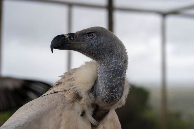 A closeup portrait shot of a Cape Vulture, taken during a relocation effort in January. The species' pointed sharp hooked beak is designed to tear through dead and decaying flesh.