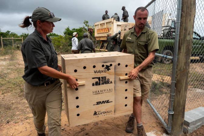 Shamwari reserve staff offloading crates containing vultures. International shipping company DHL offered logistical support for the operation.