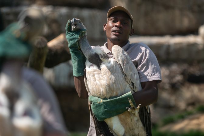 Anesy, a Shamwari reserve staff member, carefully relocates a Cape vulture. 
