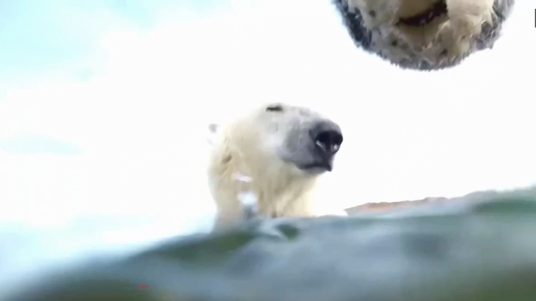 exp Polar Bears camera study Pagano INTV 021502ASEG1 cnni climate _00025118.png