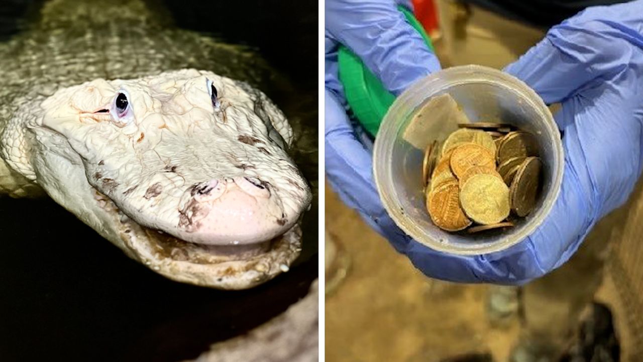 70 coins removed from stomach of alligator at Nebraska zoo | CNN