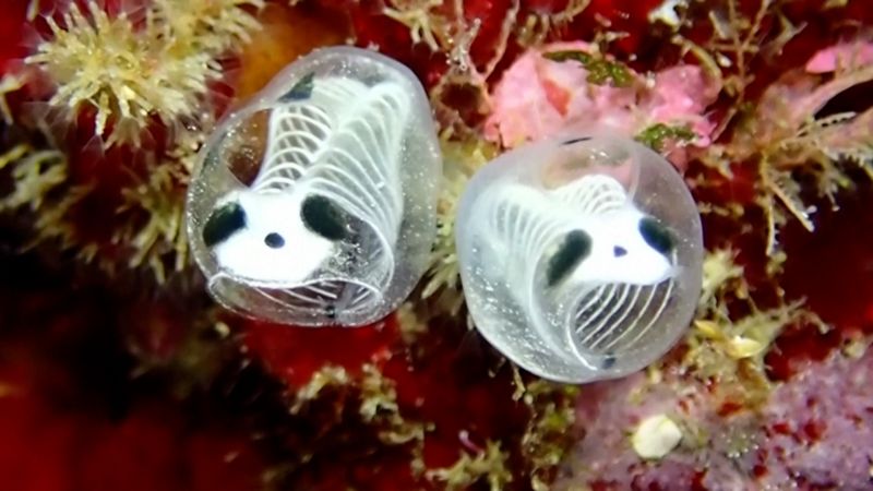 Japan's newest species is a tiny, panda-like sea creature