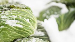 cabbage hokkaido 2