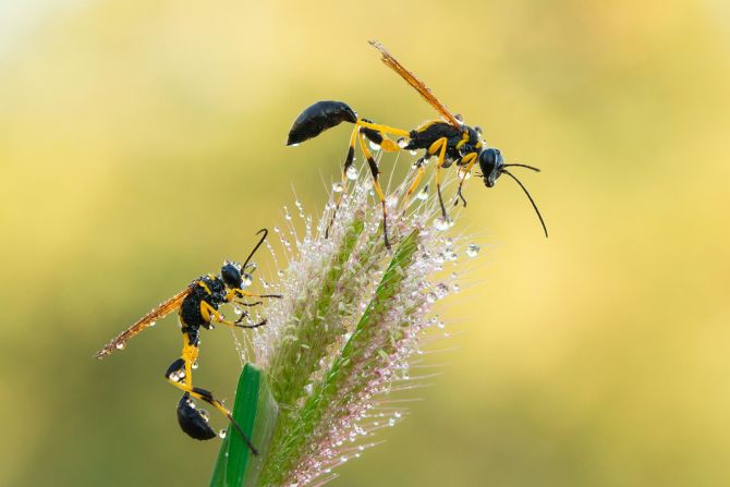 Karingattil started wildlife photography 15 years ago, and has captured images of hundreds of different animals including these two black and yellow mud daubers.