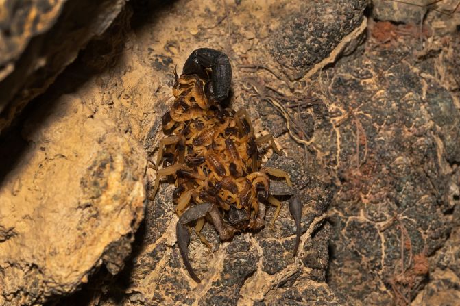 It was Karingattil's long-term desire to photograph a scorpion, so when he came across this scorpion with her babies, he couldn't let the chance pass by. 