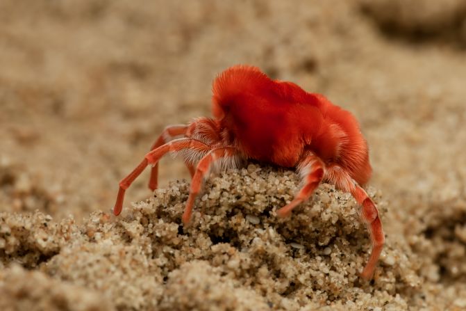 Dubai-based wildlife photographer Anish Karingattil observes and photographs insects, amphibians and reptiles in the United Arab Emirates (UAE). He says wildlife photography, like this image he took of a red velvet mite, allows people to "tell stories, educate people, and raise awareness about the importance of protecting and conserving wildlife and their habitats." <strong>Scroll through the gallery to see more.</strong>