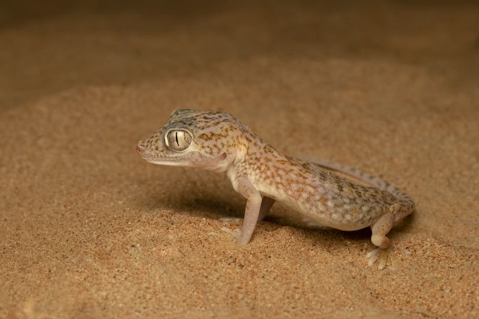 While the UAE has made significant efforts to protect its wildlife, Karingattil says more can be done, like desert clean-ups which help protect animals like this Middle Eastern short-fingered gecko.