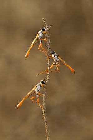 Many of Karingattil's images show the "beauty of the natural world," he says, like this photograph of three Ammophila rubripes wasps on a stick. 