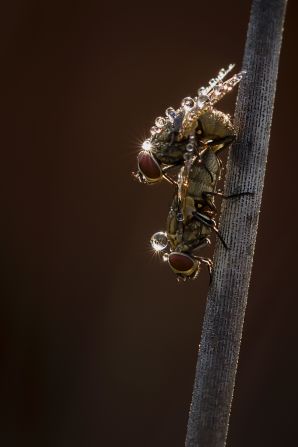 This photograph shows two houseflys mating, covered in dew drops. Karingattil enjoys macro photography like this because it allows him "to see life and the world around [him] in a brand new way."