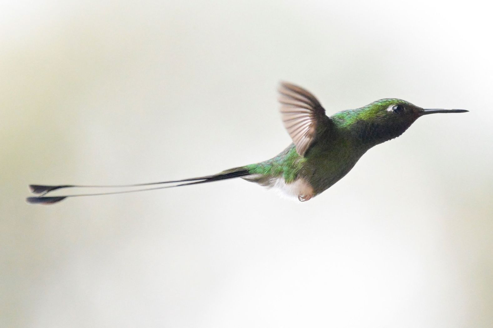 This hummingbird, a white-booted racket-tail, flies during the Colombian Bird Fair in Dagua, Colombia, on Thursday, February 15.