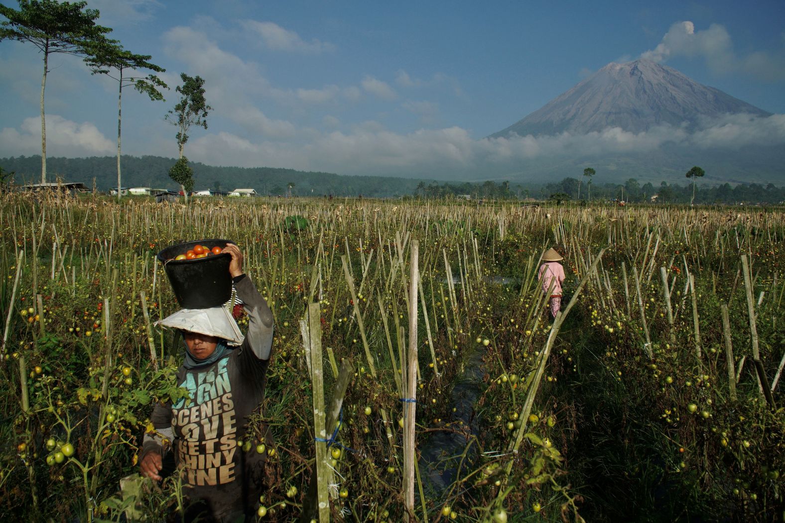 A farmer carries harvested tomatoes in Lumajang, Indonesia, on Friday, February 16.
