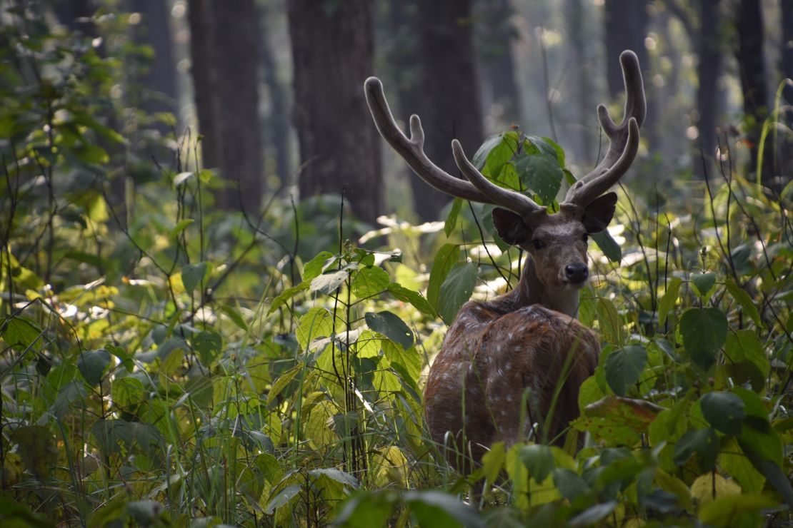 In Nepal, the Terai Arc Landscape initiative has helped wildlife to bounce back.