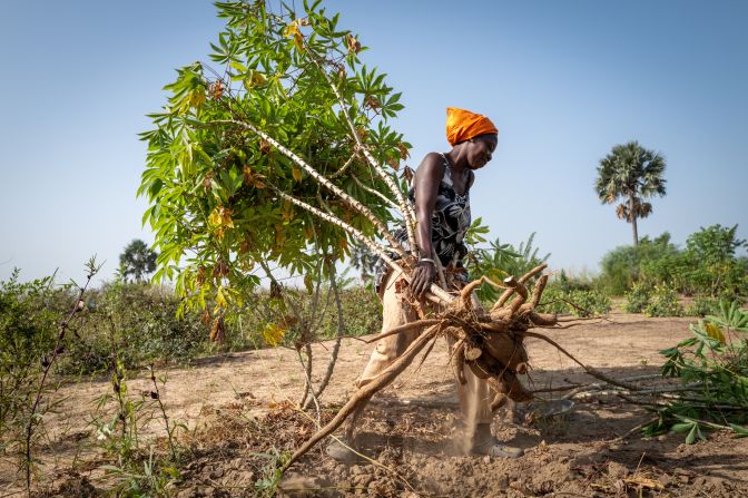 The African Farmers Transforming Food Systems initiative works with farmers from Tanzania to Cameroon to regenerate degraded land, and is planting millions of trees in the region. 