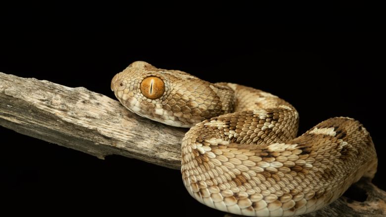 Many snakes found in the UAE, including this saw-scaled viper, are aggressive and highly venomous.