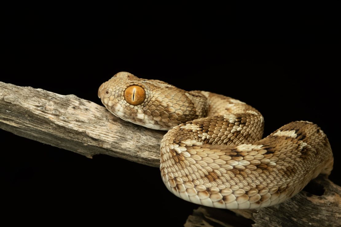 Many snakes found in the UAE, including this saw-scaled viper, are aggressive and highly venomous.