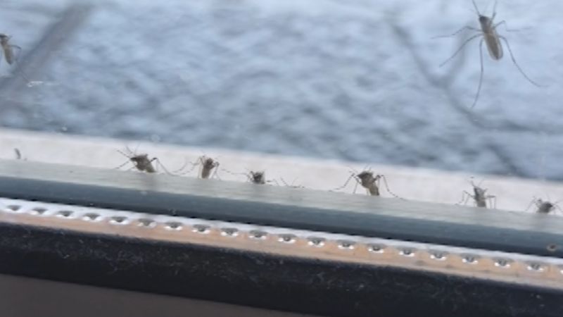 Buenos Aires Infested: Witness the Alarming Swarm of Flood Mosquitoes