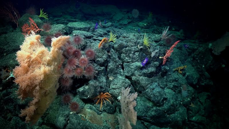 深海生物大事典｜成美堂出版