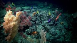 deep sea discovery chile vpx