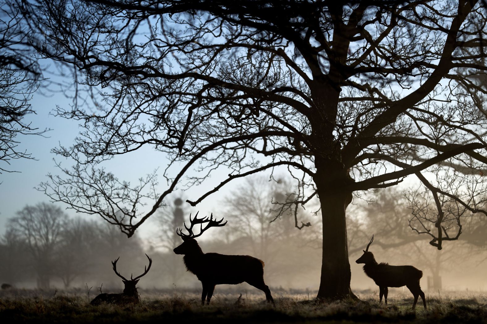 Deer gather in London's Bushy Park on Saturday, February 24.