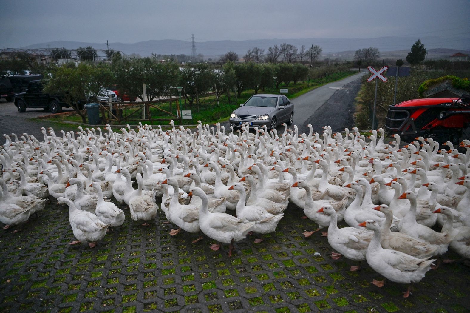 A gaggle of geese walks through the farming village of Fishtë, Albania, on Sunday, February 25.
