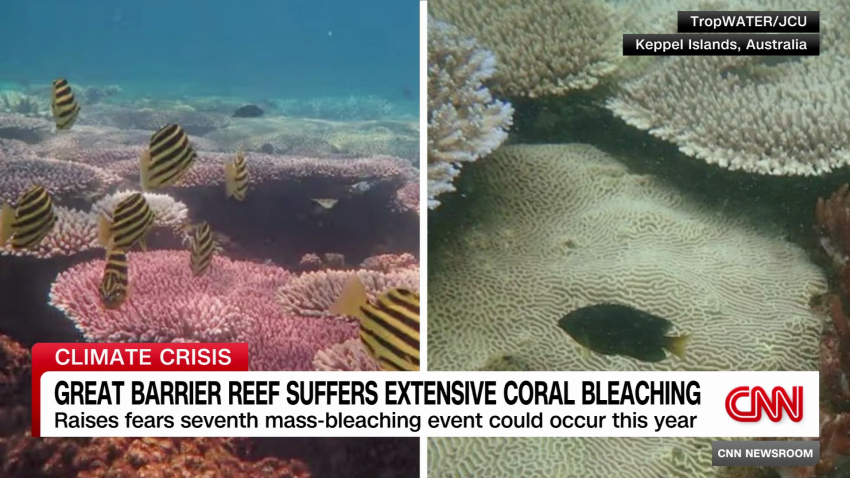 Australia’s Great Barrier Reef Suffers ‘extensive’ Coral Bleaching 