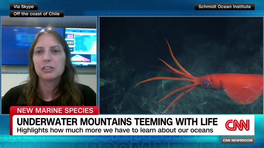 exp Chile undersea creatures Erin Easton intv 030412ASEG2 cnni world_00014920.png
