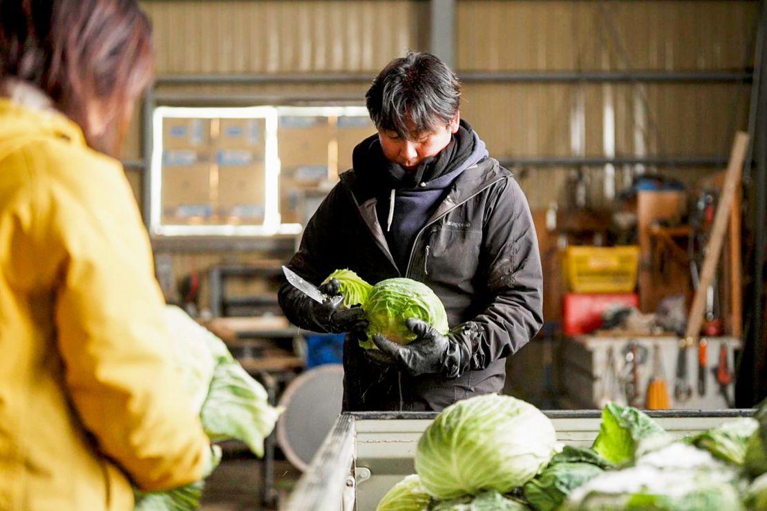 Cabbage Cutting