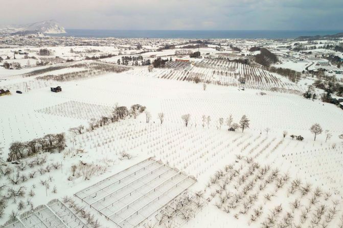 Thanks to its soft water, volcanic soil and warming climate, the coastal town of Yoichi is gaining a global reputation for winemaking.