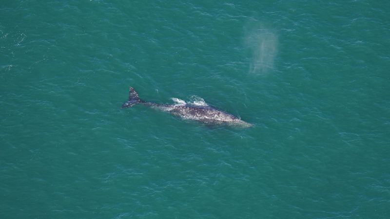 Whale that vanished from Atlantic spotted again after 200+ years