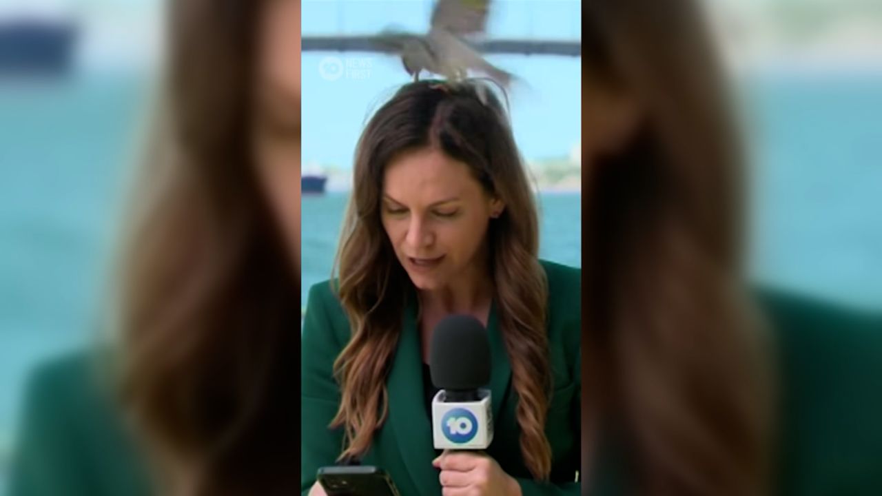 Bird Divebombs Reporter 1