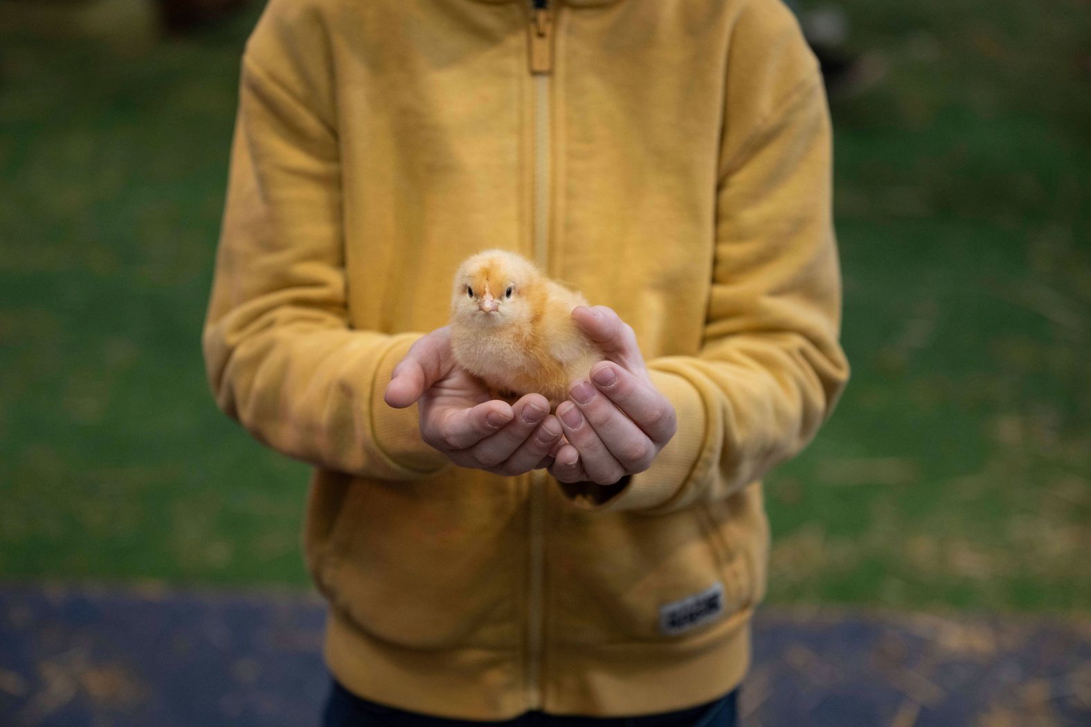 A boy holds a chick at the Paris International Agricultural Show on Friday, March 1.