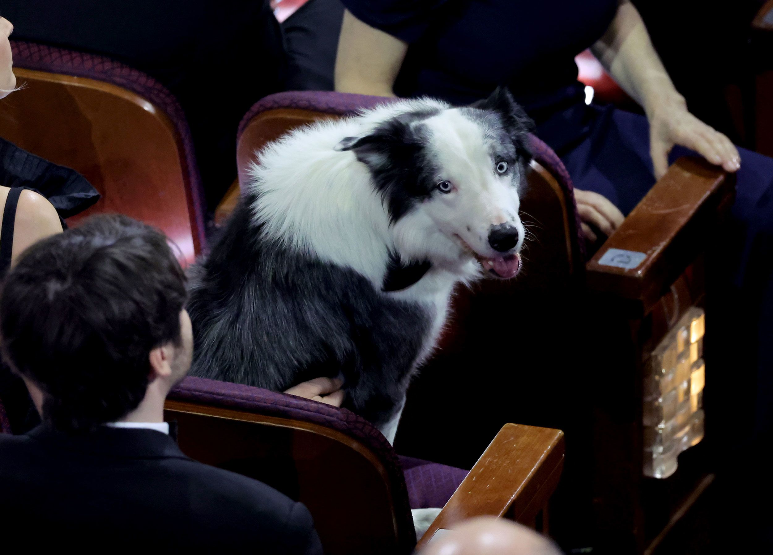 Messi the dog, one of the stars of "Anatomy of a Fall," attends the show.