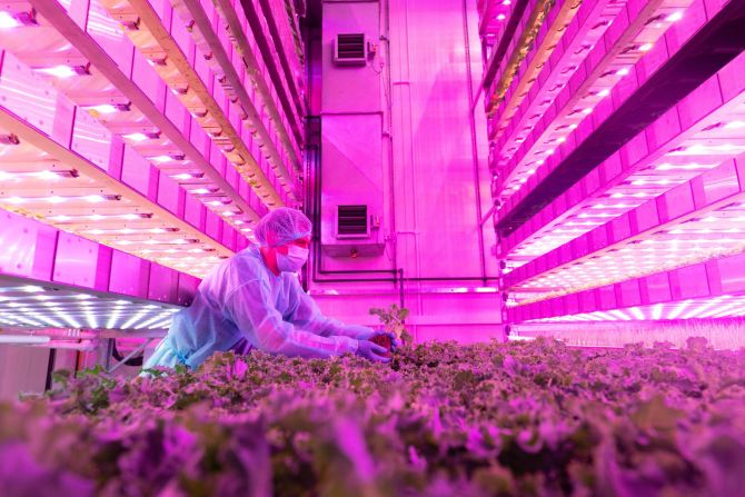 Dubai is already home to the world's biggest vertical farm — and it's set to beat its own record with GigaFarm, a 900,000 square foot facility that could replace up to 1% of food imports. Using growth towers supplied by Intelligent Growth Solutions (pictured), it will grow up to 3 million kilograms of fresh produce annually. <strong>Scroll through the gallery to see more innovations to help feed the world.</strong>