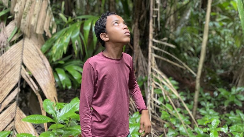 Децата в Бразилия се катерят по 70-футови дървета, за да можете да ядете плодове асаи