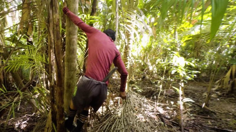 The child labor behind açaí berries