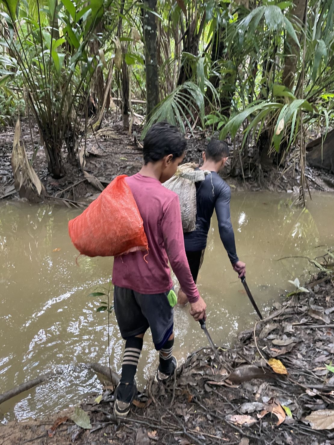 Açaí harvesters expose themselves to the perils of the rainforest.