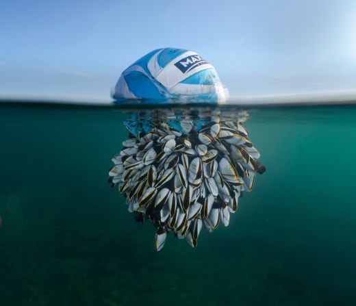 A photo of a football covered in goose barnacles below the waterline was the overall winner of this year's British Wildlife Photography Awards. Ryan Stalker, who took the photo, said that the ball had washed up in Dorset, UK, after crossing the Atlantic. 