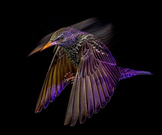 A trippy photo of a starling at night won the animal portraits category. It was taken by Mark Williams in his garden in Solihull, England.