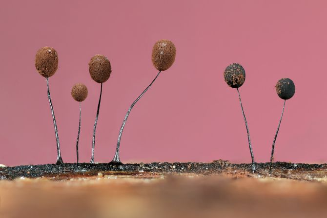 A photo of slime mold in Essex, titled "Tiny Forest Balloons" won the botanical Britain category. Jason McCombe used a focus stacking technique to create the detailed image. 