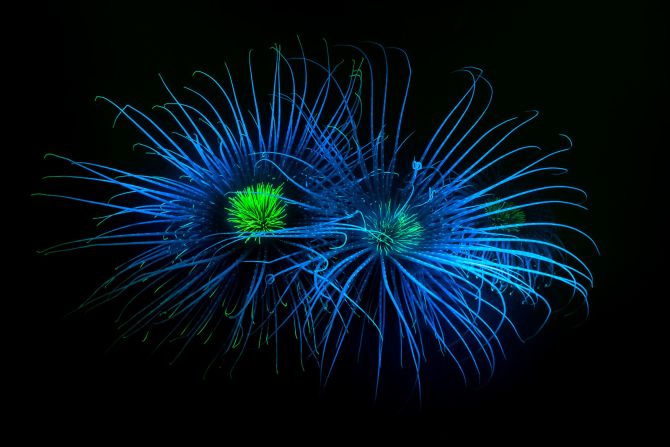 Dan Bolt photographed fireworks anemone in Loch Fyne, Scotland. The marine creatures are hard to capture as they live in very still water and are sensitive to the slightest movement.
