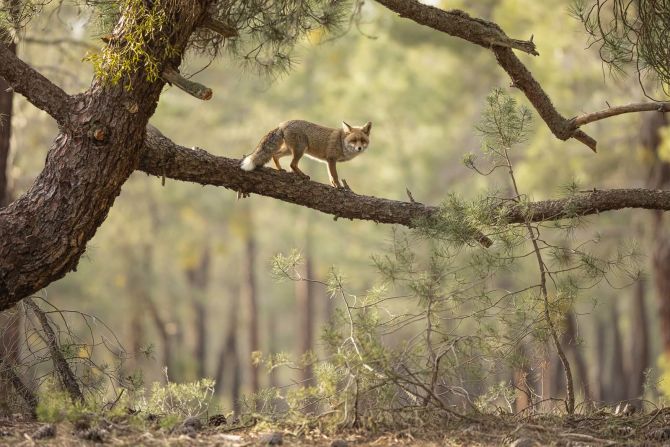 A red fox walks along a tree branch in Sherwood Pines Forest Park, England. The photo, by Daniel Valverde Fernandez, won the prize's habitat category.