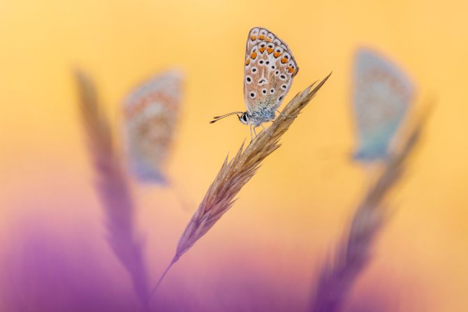 A common blue butterfly, photographed in Devon, England, won the hidden Britain category. Ross Hoddinott said that the warm, evening light produced the vibrant background color.  