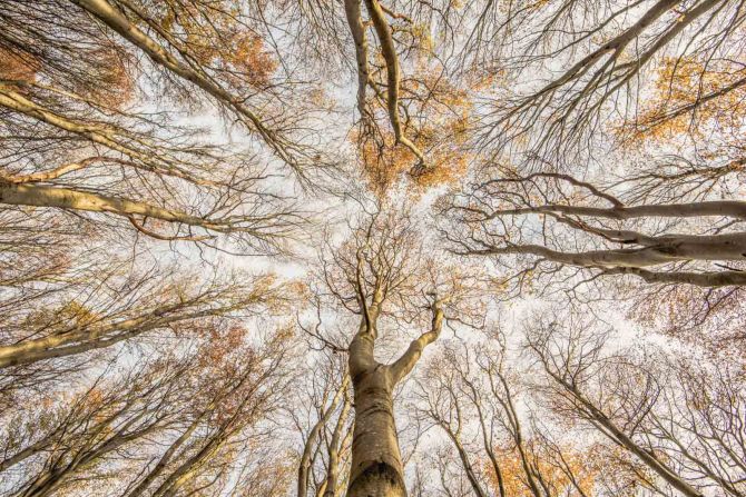A photograph looking up at a beech wood in East Lothian, Scotland, won the wild woods category. Graham Niven said that his photo shows the phenomenon of "canopy shyness" when the crowns of mature trees do not touch each other.