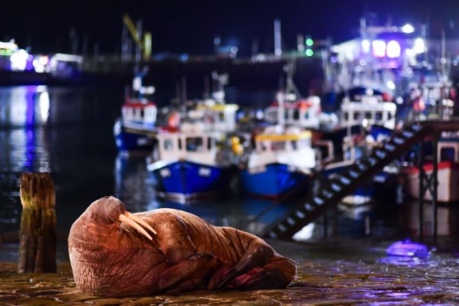 Will Palmer captured a photograph of an Arctic walrus that had come ashore to rest on a slipway in Scarborough, England. His image was featured in the urban wildlife category. 