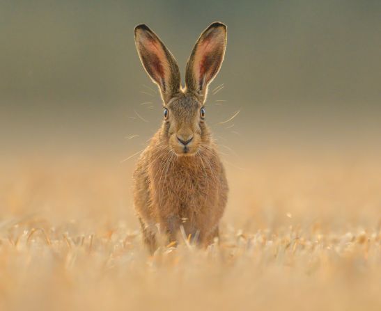 A captivating photo of a brown hare at sunrise was featured in the animal portraits category, taken by Spencer Burrows at a farm in Nottinghamshire, England. 