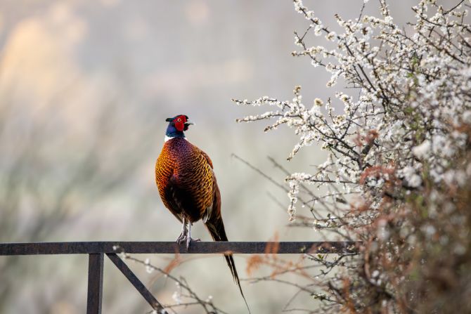 Eight-year-old Jamie Smart's photo of a pheasant on a misty morning in Wales won the prize's youngest photo category, which is dedicated to children aged 11 and under. 