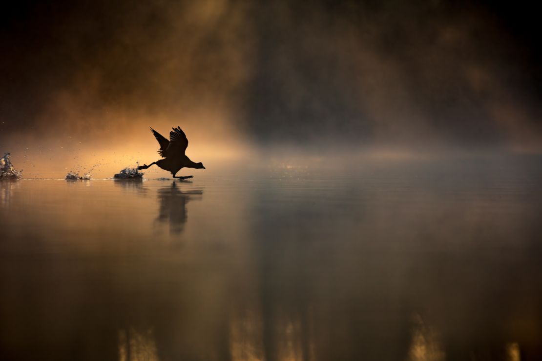 Seventeen-year-old Max Wood won the title of young British wildlife photographer of the year with this image of a coot running across a lake at sunrise.
