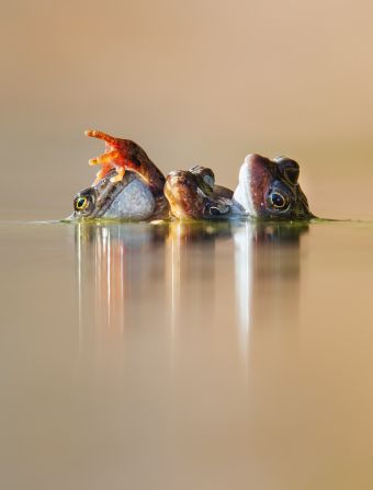 The award celebrates Britain's nature and hopes to inspire conservation. In 2024, it received 14,000 images, competing across 10 different categories. Winning the animal behavior category is Ian Mason's photo of three frogs in a frenzy during mating season, taken in Perthshire, Scotland. 