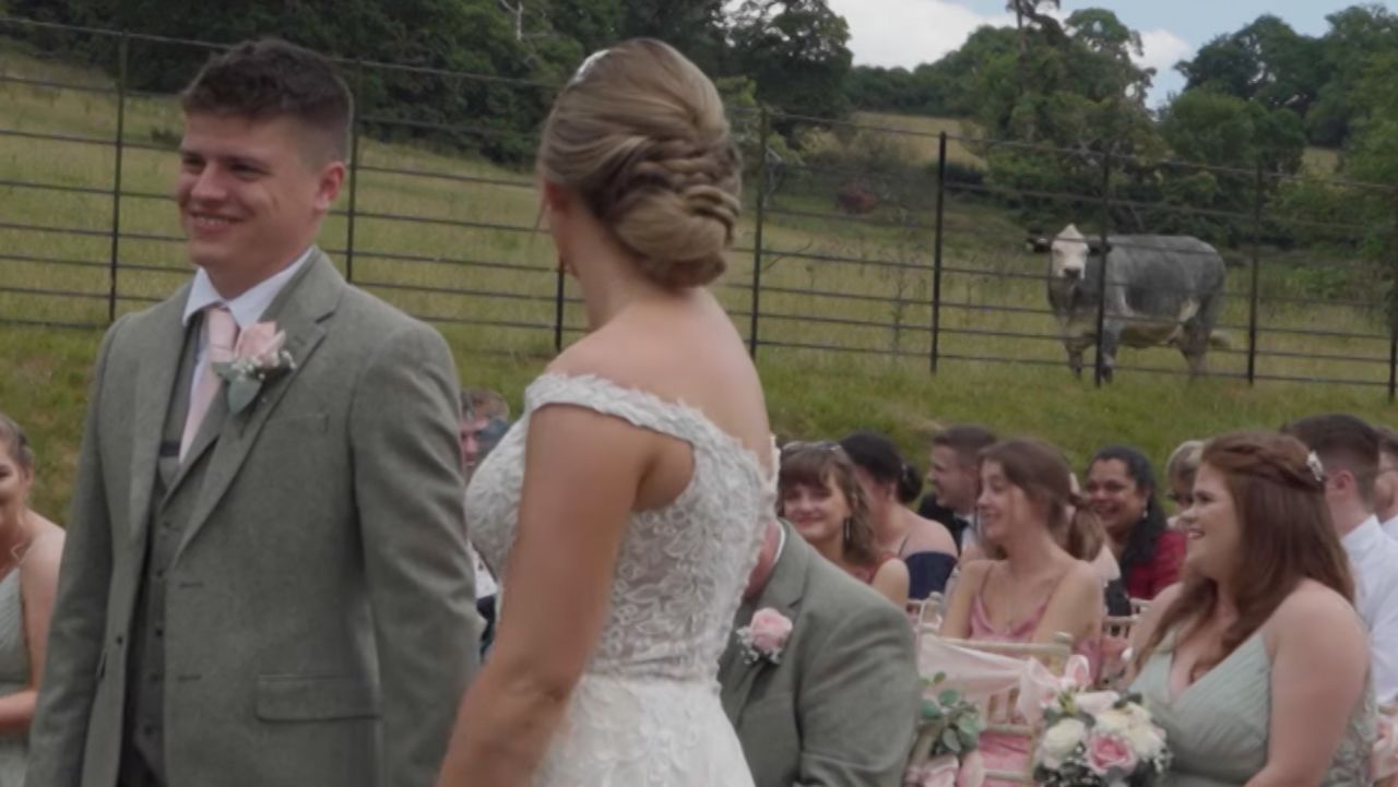 Cow Crashes Wedding 2